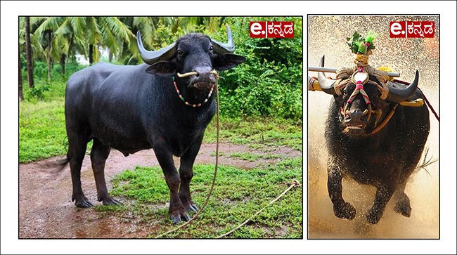 ಅದಾನಿ ಫೌಂಡೇಶನ್‌ಸಿಎಸ್‌ಆರ್: ಪಡುಬಿದ್ರಿ ಗ್ರಾಪಂನಲ್ಲಿ ಸಭಾಂಗಣ ಉದ್ಘಾಟನೆ  (Adani Foundation CSR: Hall inaugurated in Padubidri Grampanchayat)